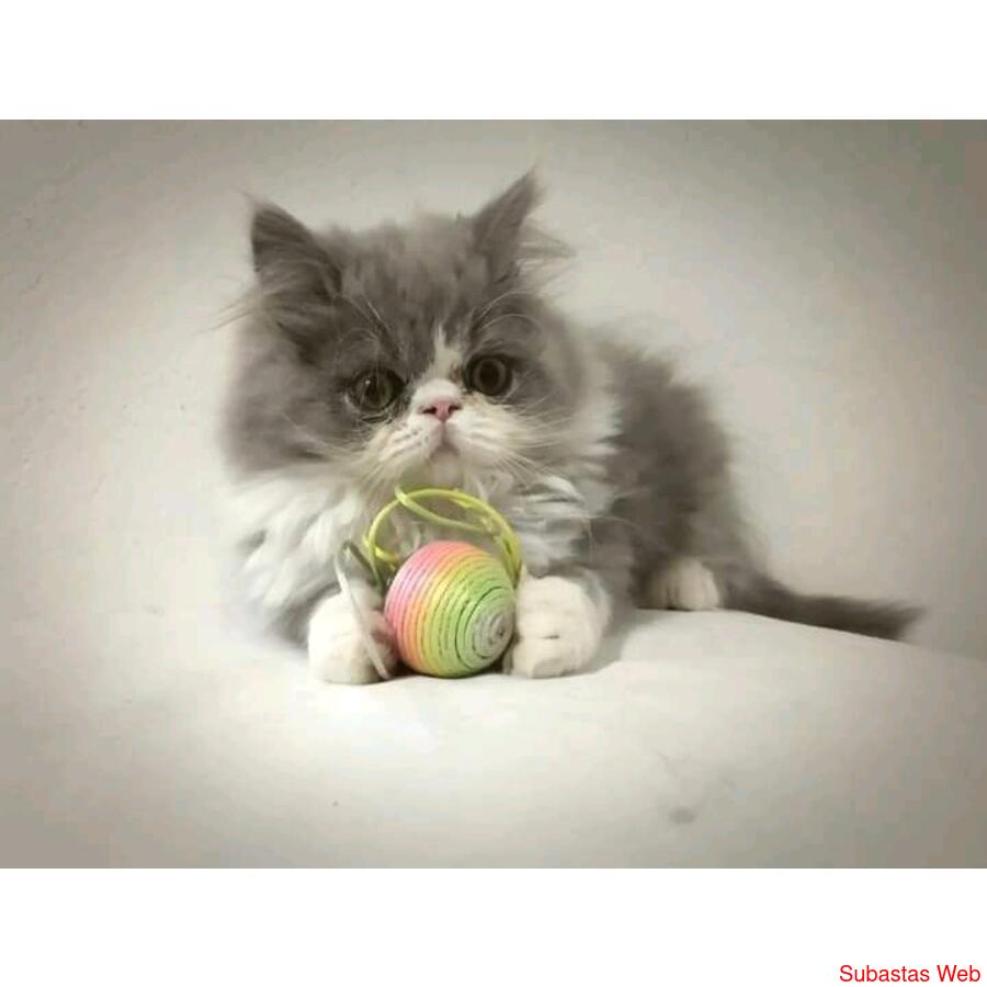 Gatitos Persas e Himalayos